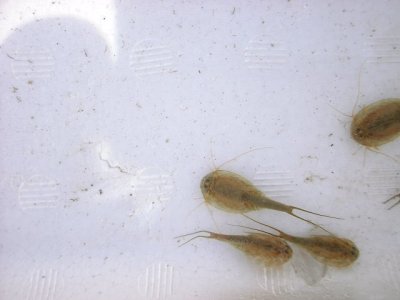 カブトエビ