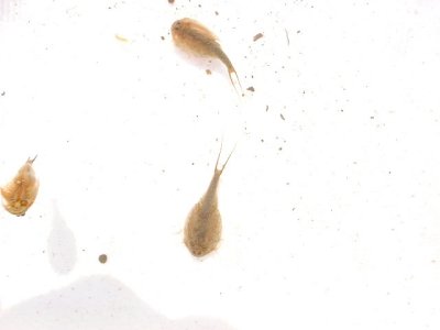 カブトエビ