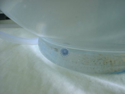 クラゲ