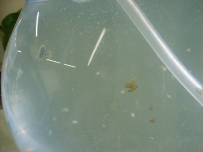 クラゲ