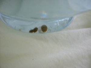 クラゲ